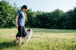  Dog trekking in nature 