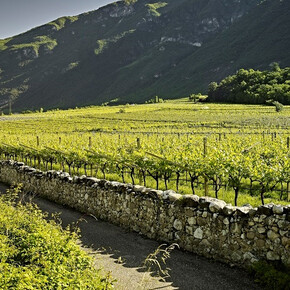  A walk through the vineyards of La Cadalora 