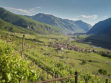  A walk through the vineyards of La Cadalora 