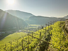  A walk through the vineyards of La Cadalora 