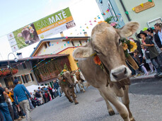  San Mat&egrave;: transhumance on Monte Baldo 