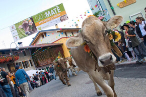  San Mat&egrave; &ndash; Transhumanz im Monte Baldo Park 