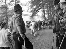  San Mat&egrave;: transhumance on Monte Baldo 