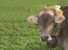  San Mat&egrave; - Descargar la malga 