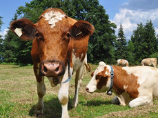  San Mat&egrave; - Descargar la malga 