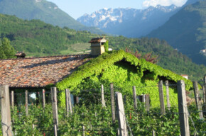  Discover the secrets of Dalzocchio's Pinot Noir 