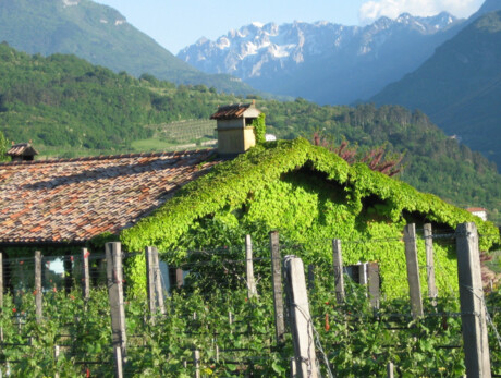  Entdecken Sie die Geheimnisse des Pinot Noir 