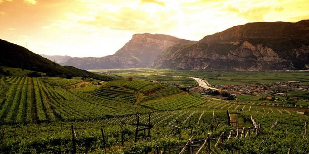Wine Top Experience