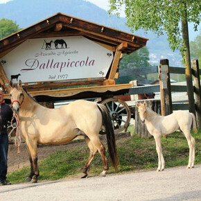  Azienda agricola Dalla Piccola 