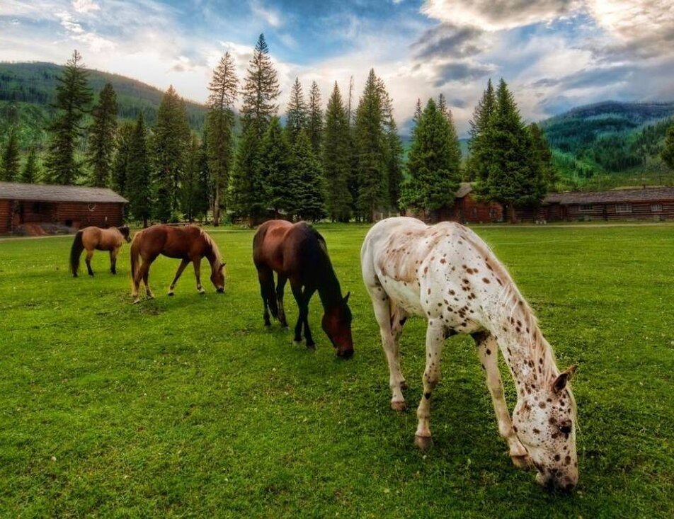 Paoli Horse Riding Club