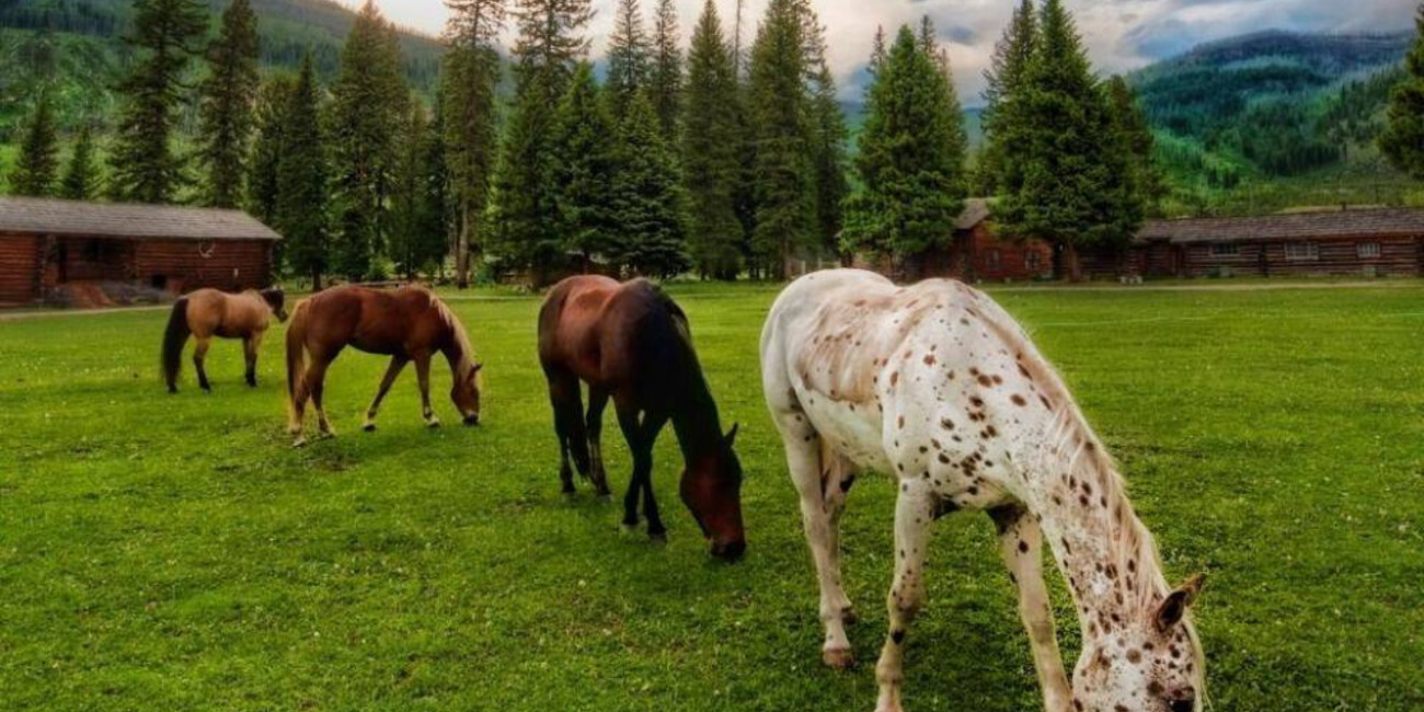 Paoli Horse Riding Club #1