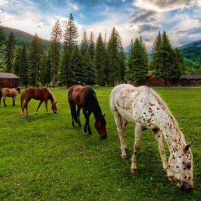 Paoli Horse Riding Club