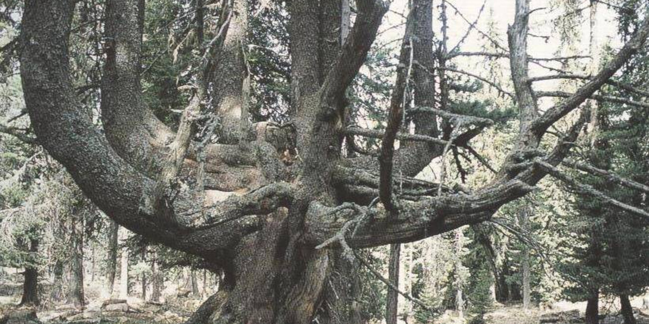 Alberi monumentali della Val di Fiemme  #1