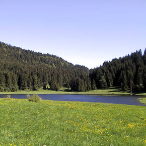 Malga Laghetto Biotope