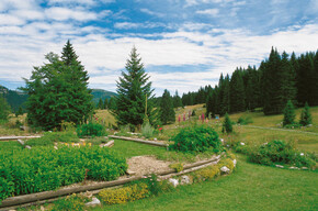 Giardino Botanico di Passo Coe 