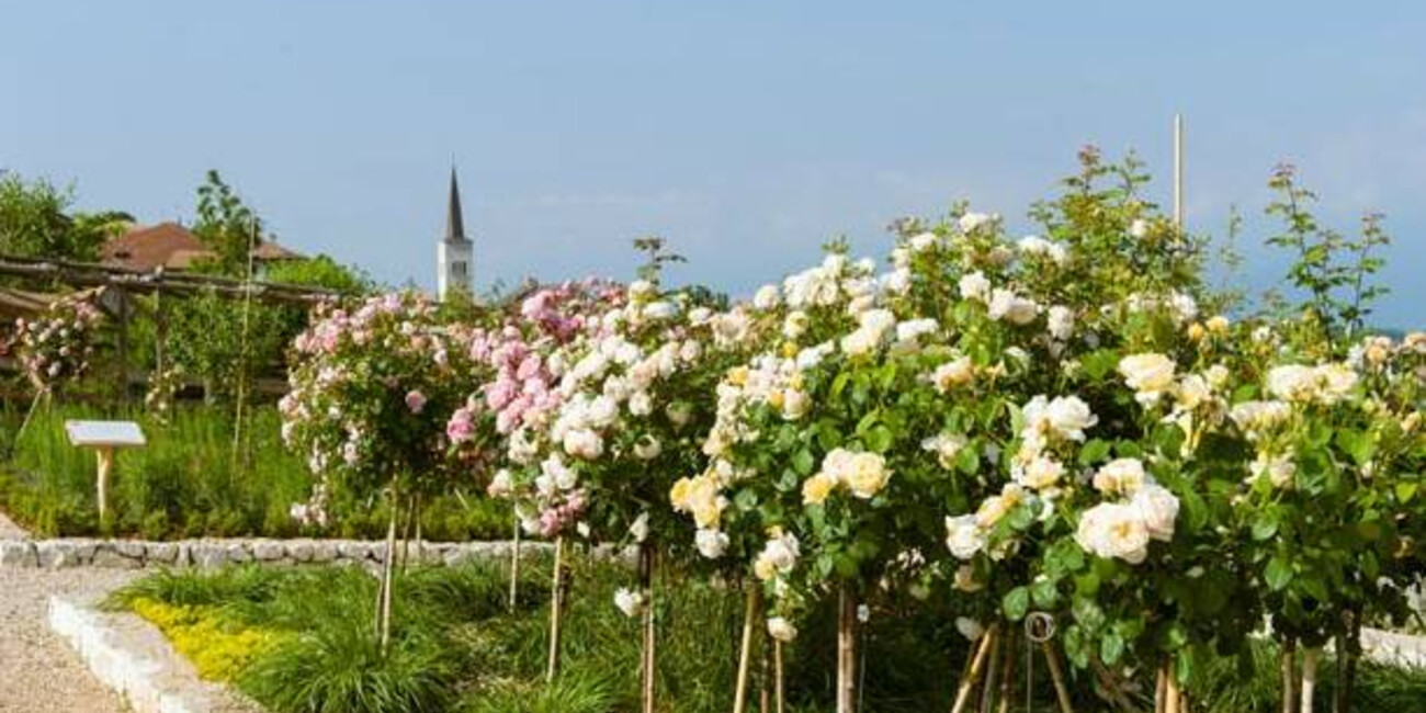 The "Giardino della Rosa" (Rose Garden) in Ronzone #1