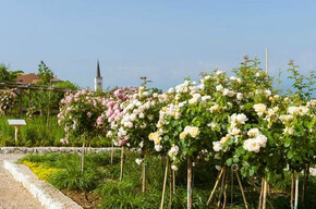 The "Giardino della Rosa" (Rose Garden) in Ronzone