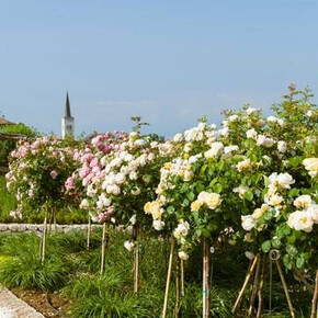 The "Giardino della Rosa" (Rose Garden) in Ronzone