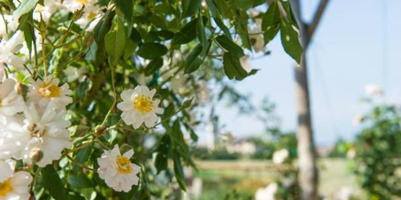 The "Giardino della Rosa" (Rose Garden) in Ronzone #2