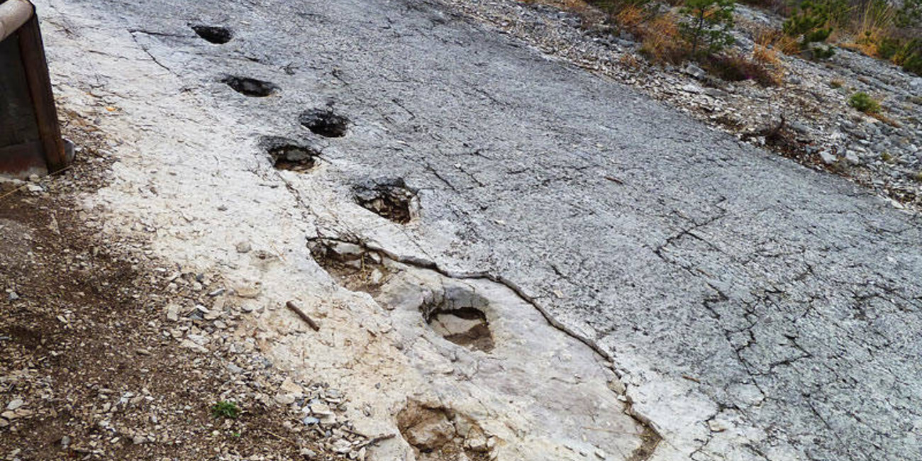 Dinosaur Tracks #1