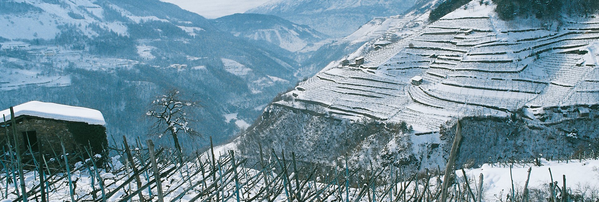 Vigneti in inverno a Lisignago in Valle di Cembra
