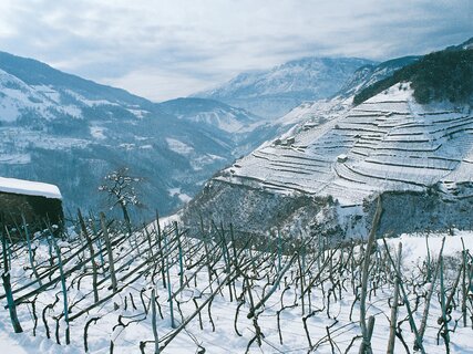 Vigneti in inverno a Lisignago in Valle di Cembra
