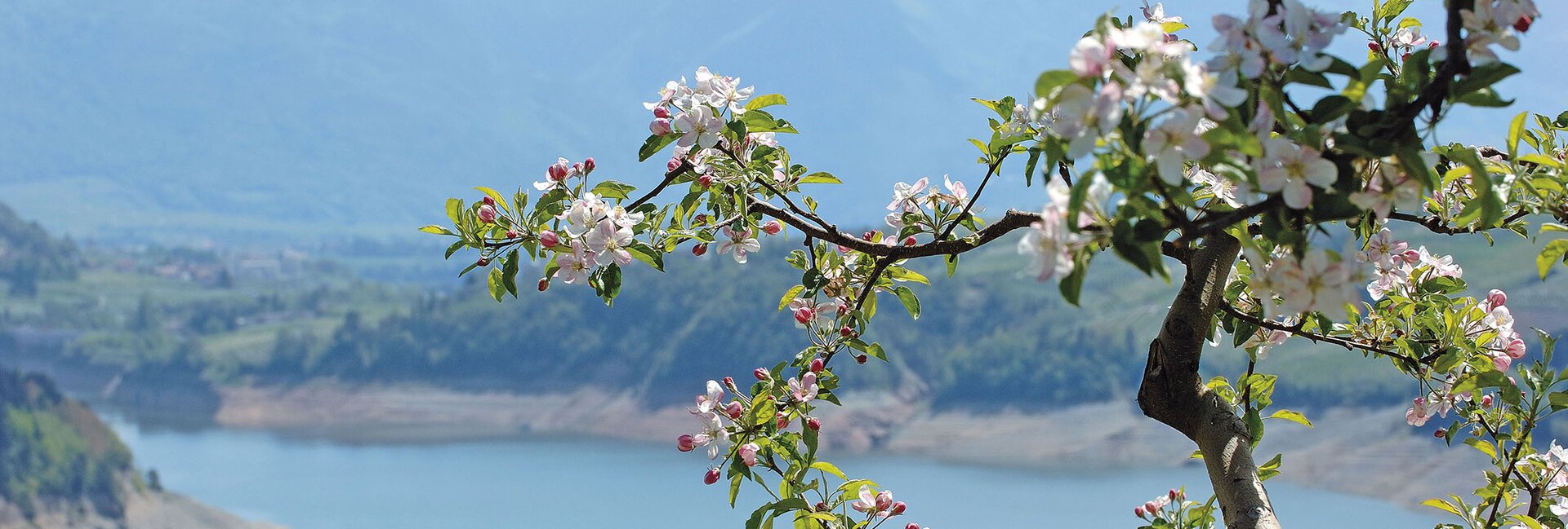 Meleti in fiore in Valle di Non
