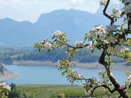 Meleti in fiore in Valle di Non
