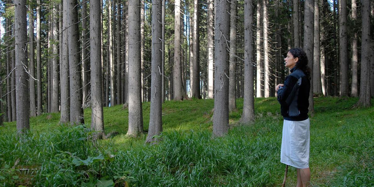 Die Wälder des trentino. Eintauchen ins Wohlbefinden