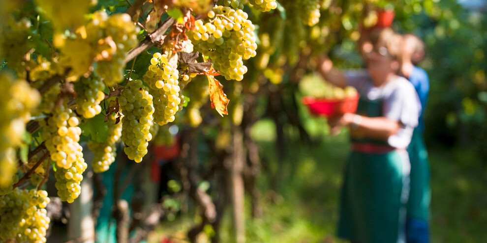 Stage one: the basic wine