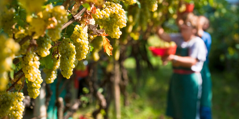 Vigneti di Civezzano - Vendemmia 2009
