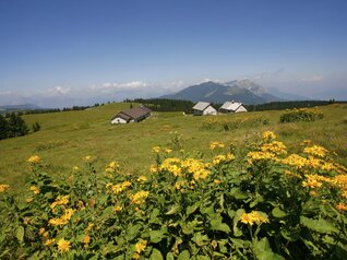 Folgaria for family - Folgaria things to do in summer - Hiking Malga Pioverna