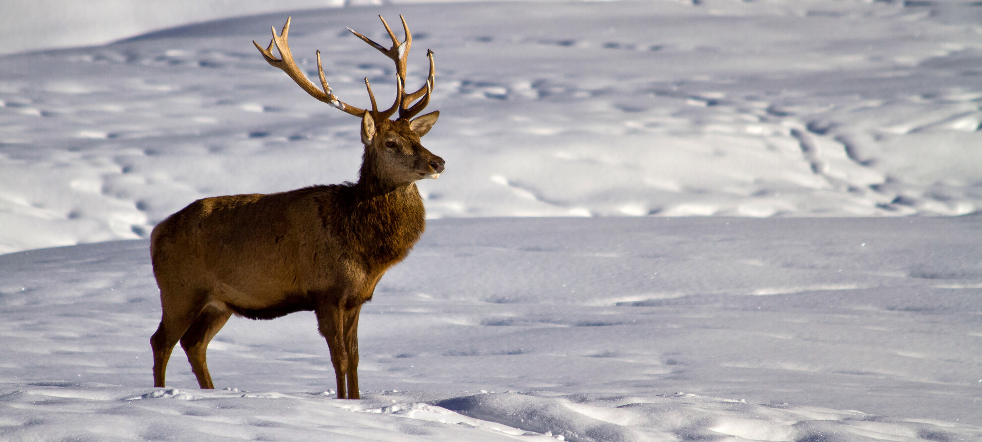 Bears, eagles and <br>majestic red deer