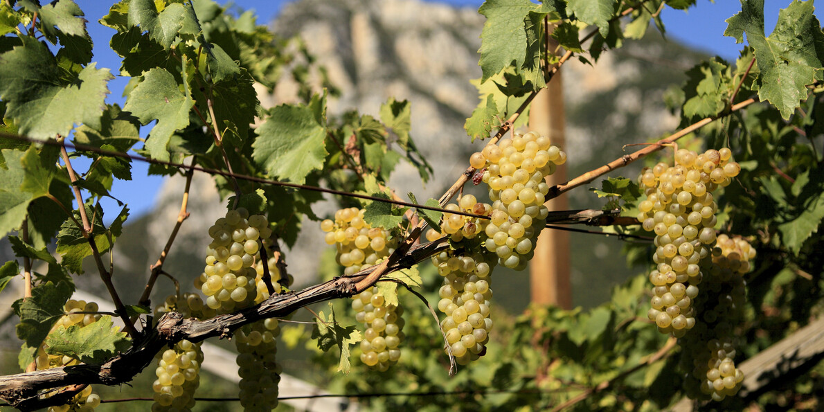 Photo of vineyards and grapes in Val di Cembra in Autumn Period