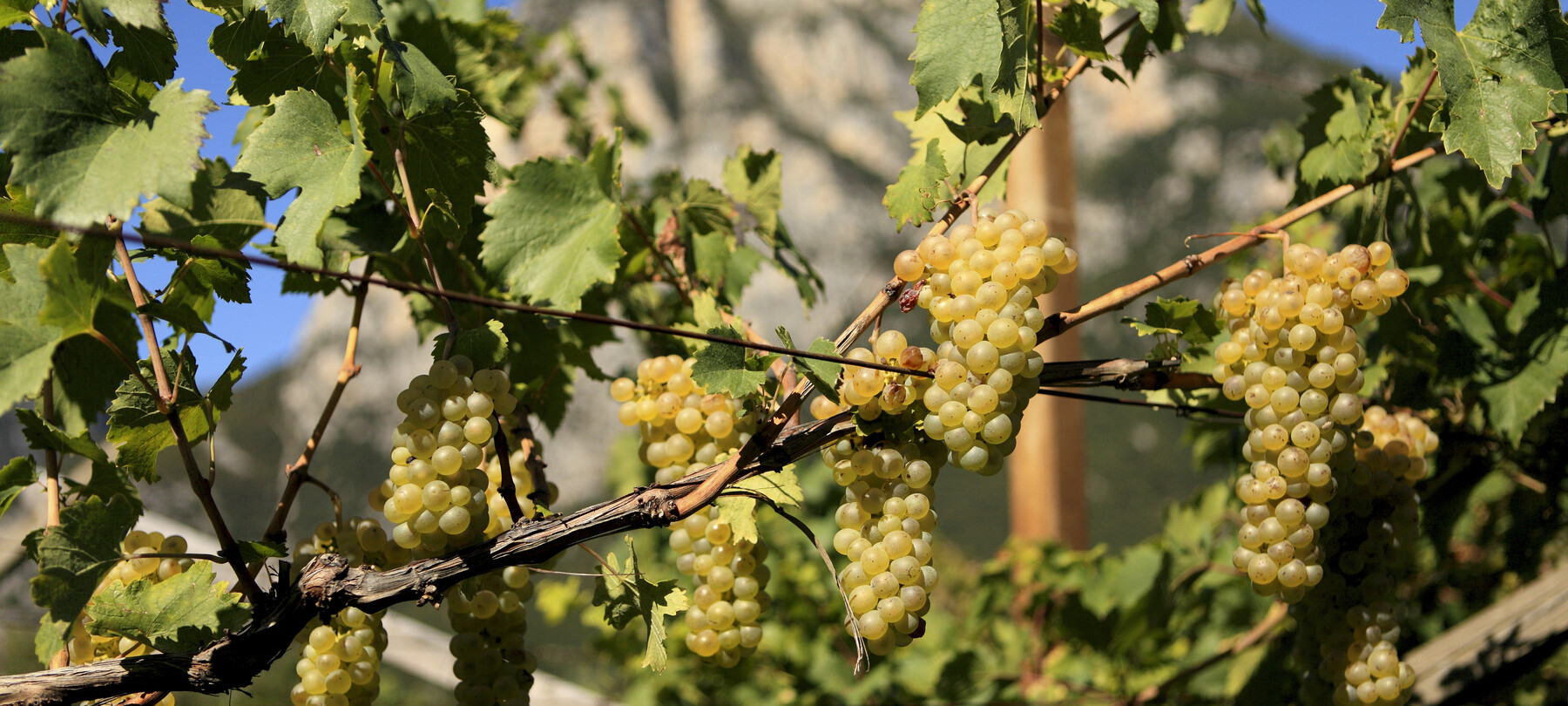 Photo of vineyards and grapes in Val di Cembra in Autumn Period