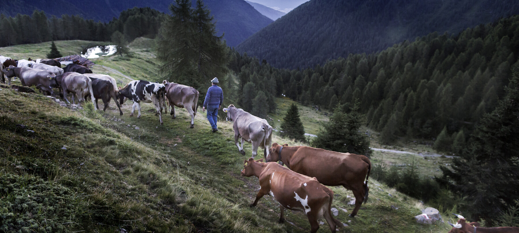 Val di Non - Malga Preghena di Sotto - Mucche al pascolo