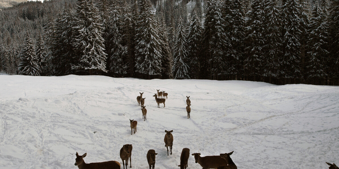 Een onvergetelijk vakantiedecor; een witte winter in Trentino #2