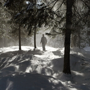 Музыкальный лес Страдивари