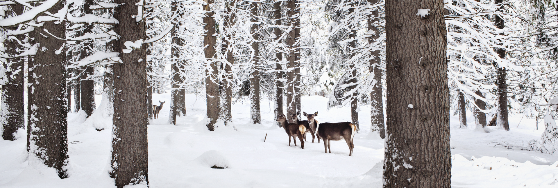 Val di Fiemme - Foresta di Paneveggio - Cervi nella foresta innevata