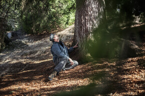 The Violins' Forest