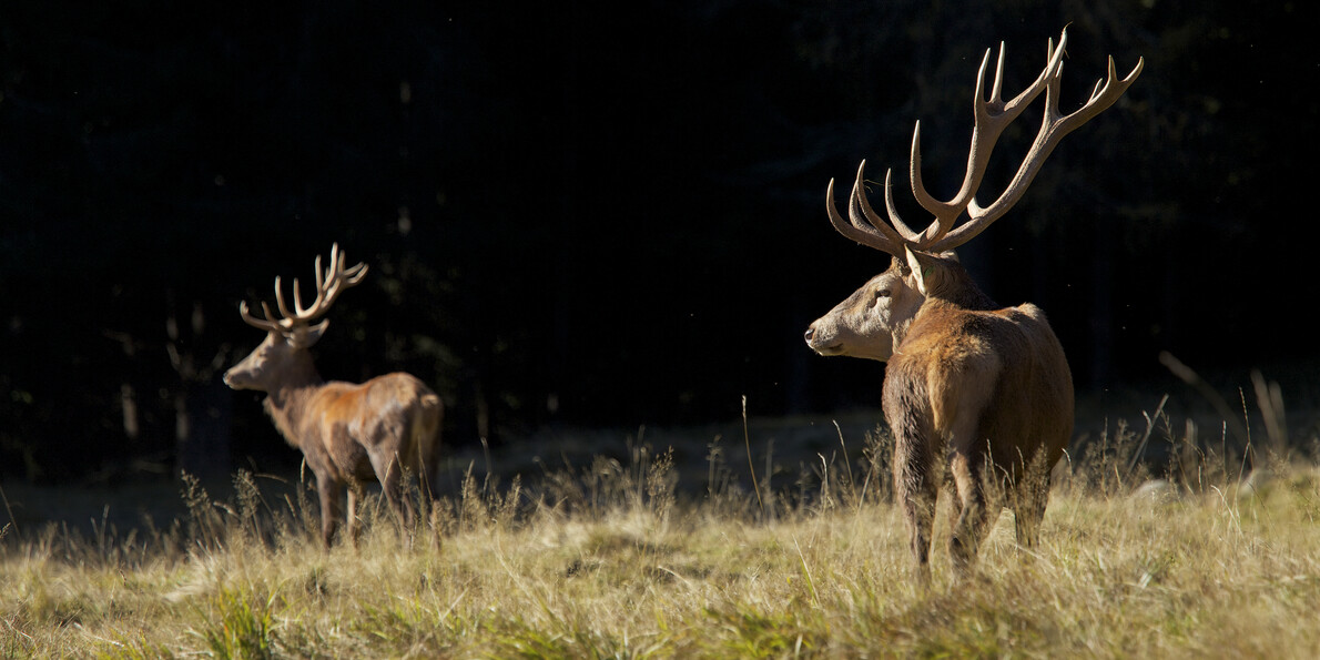 Tiere im Herbst im Trentino zu sehen