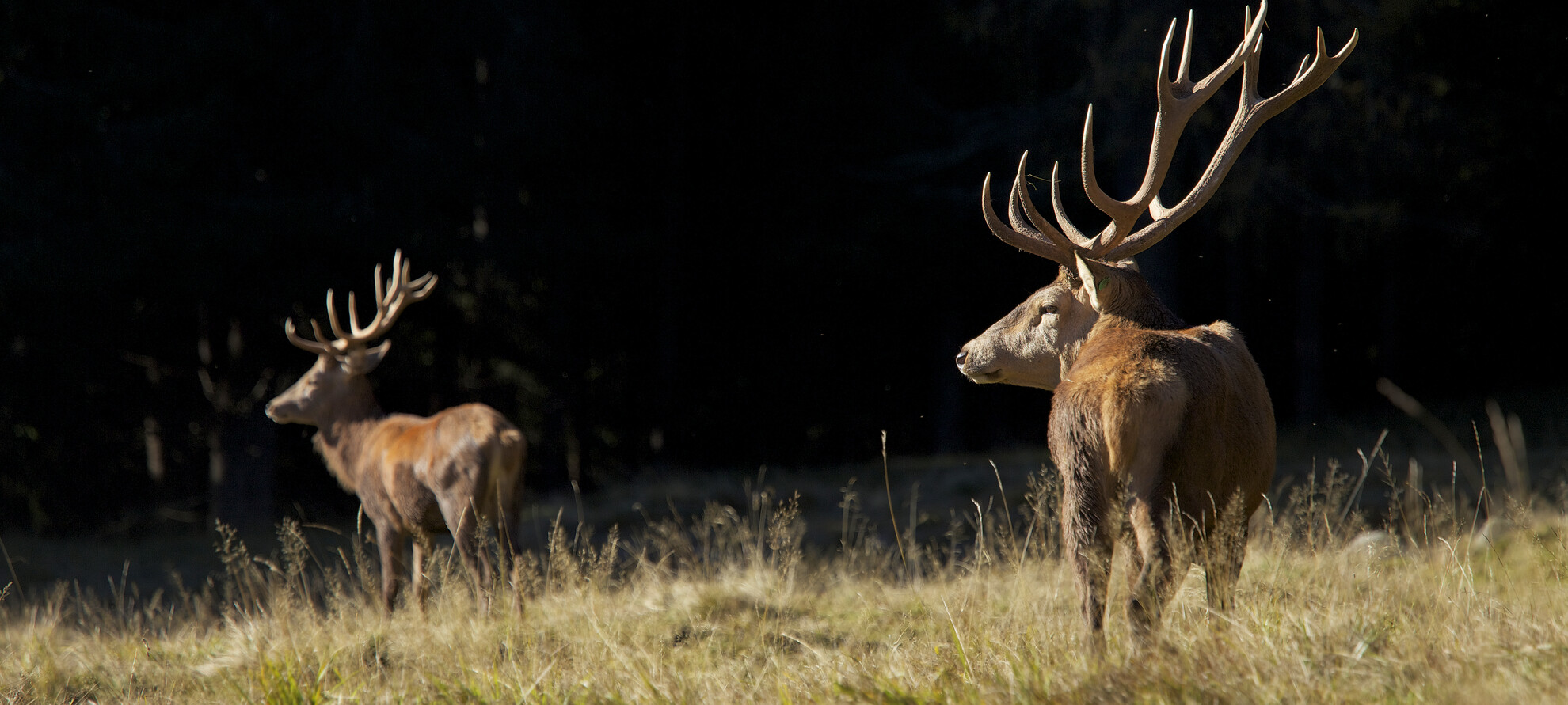 Animali da vedere in autunno in Trentino