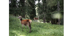 Val di Fiemme - Parco Naturale Paneveggio Pale di San Martino
Val di Fiemme - Parco Naturale Paneveggio Pale di San Martino