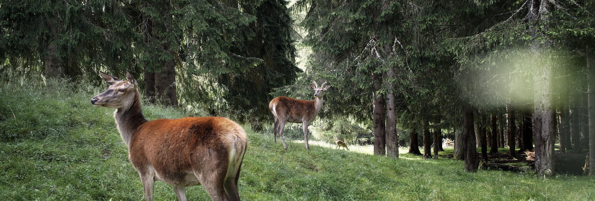 Paneveggio-Pale di San Martino Nature Park