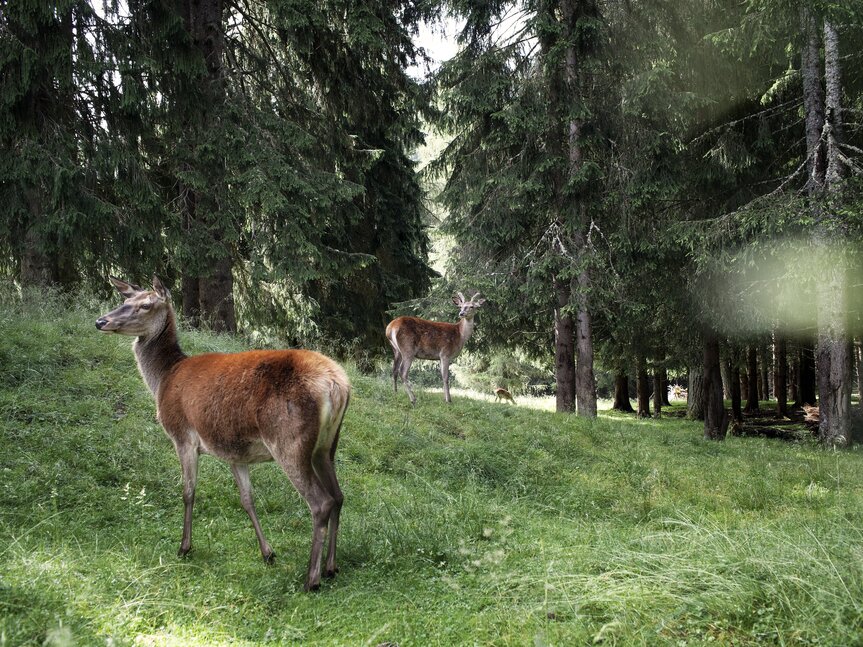Paneveggio-Pale di San Martino Nature Park