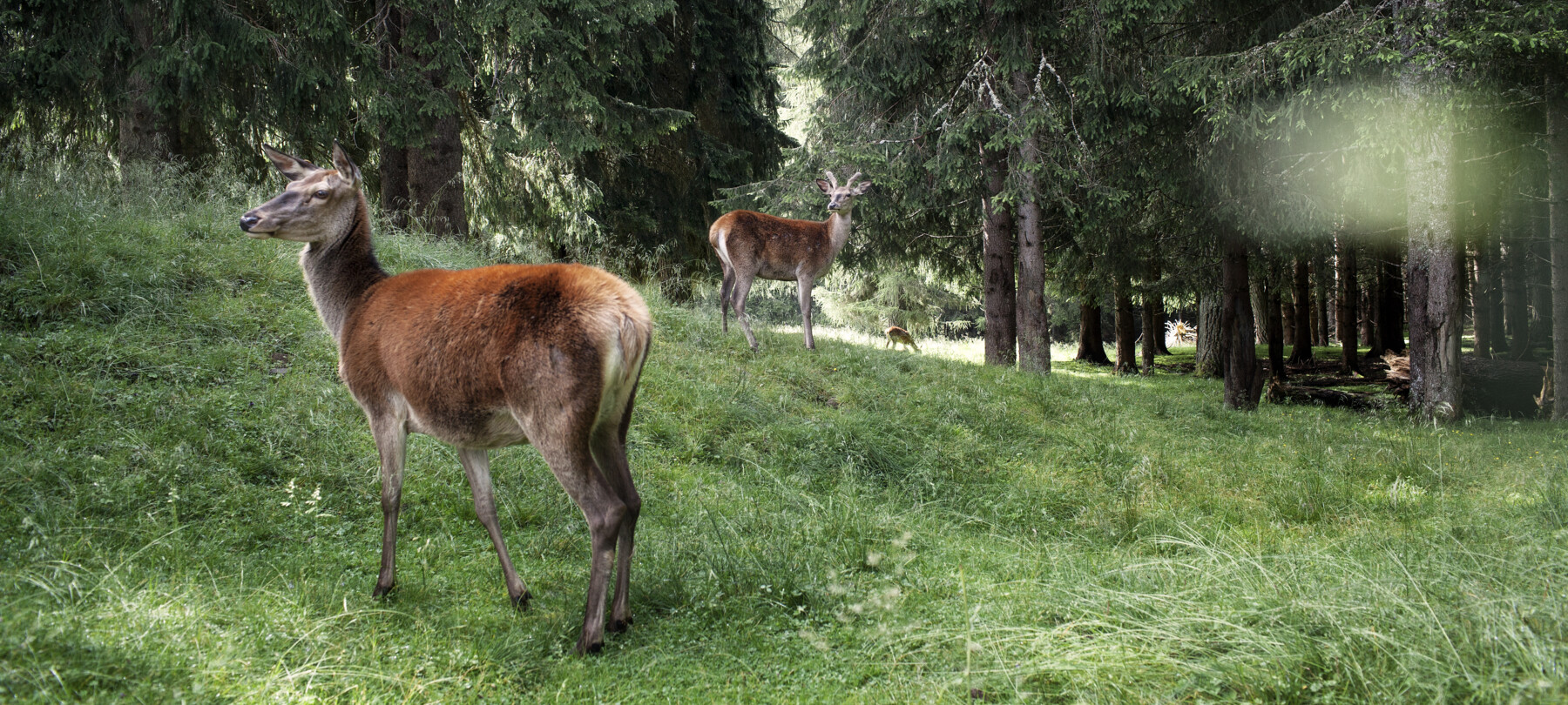 Parks and protected areas of the Dolomites