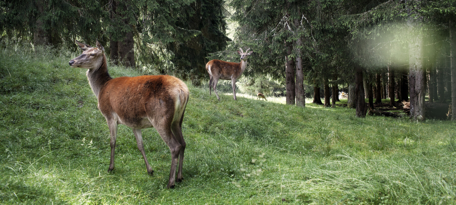 Parks and protected areas of the Dolomites