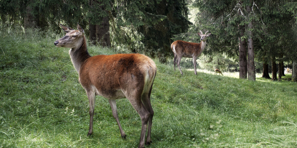 Val di Fiemme - Parco Naturale Paneveggio Pale di San Martino
