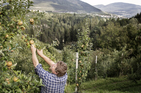 Typical autumn products in Trentino