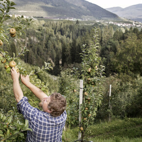 Typical autumn products in Trentino